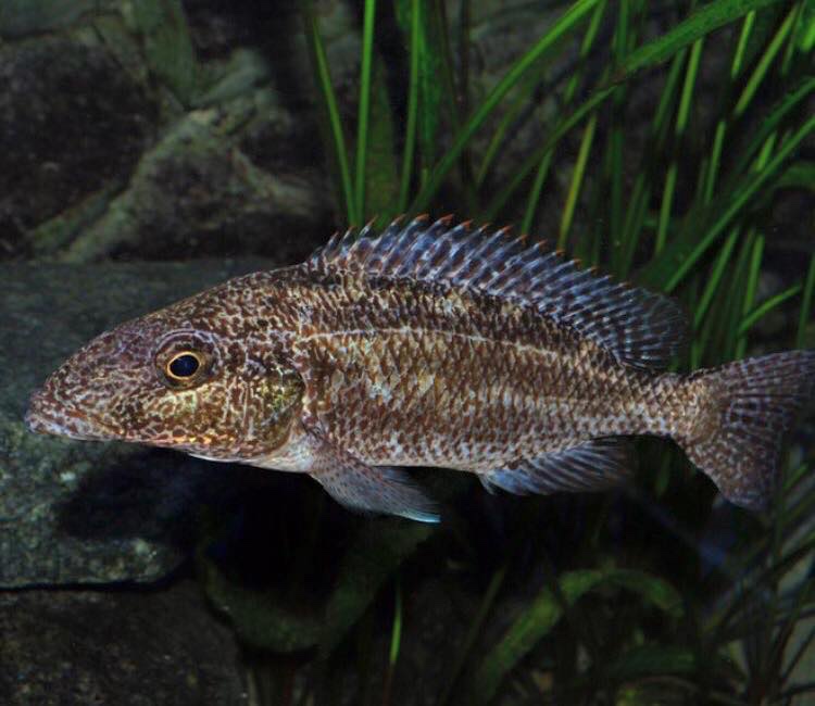 Nimbochromis linni 'Mbenji Island'